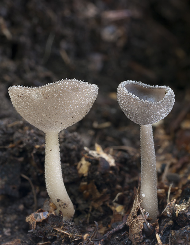 Helvella macropus